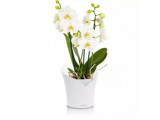 Умные вазоны (кашпо и горшки) Lechuza Orchidea для цветов и растений