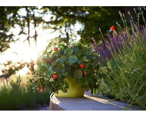 Умный вазон (кашпо и горшок) Lechuza Cascadino Color Зеленый для цветов и растений