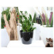 Умный вазон (кашпо и горшок) Lechuza Classico LS 50 Черный для цветов и растений