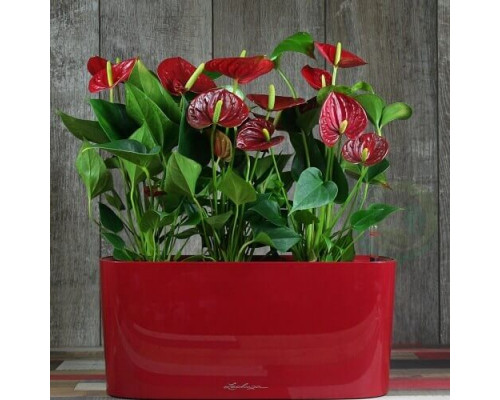 Умный вазон (кашпо и горшок) Lechuza Delta 20 Красный для цветов и растений