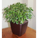 Умный вазон (кашпо и горшок) Lechuza Quadro LS 43 Эспрессо для цветов и растений