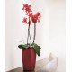 Умный вазон (кашпо и горшок) Lechuza Maxi Cubi Красный для цветов и растений