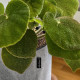 Умный вазон (кашпо и горшок) Горшок Lechuza Trendcover 32 Войлок темно-серый для цветов и растений