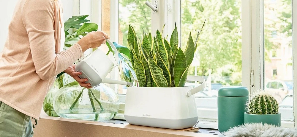 Для полива желательно использовать удобные, специально предназначенные для комнатных растений лейки